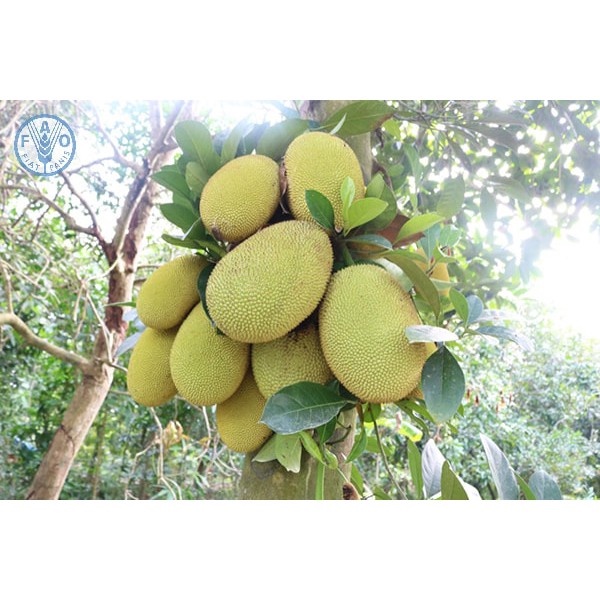 Cây mít thái  ra quả siêu sớm sau 12 tháng.