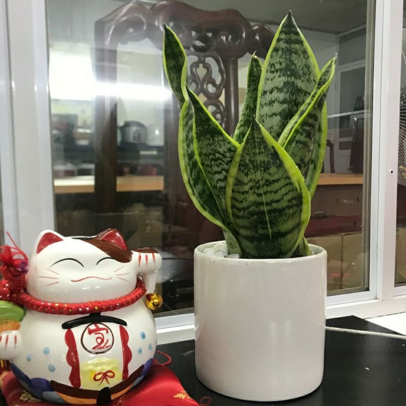 Cây lưỡi hổ Thái mini để bàn