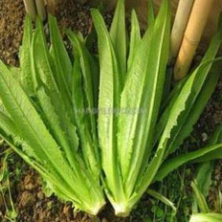 Hạt giống rau diếp thơm 5gram hạt