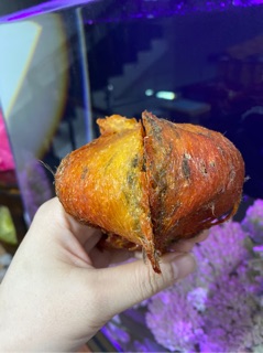 YẾN CAM HUYẾT THÔ