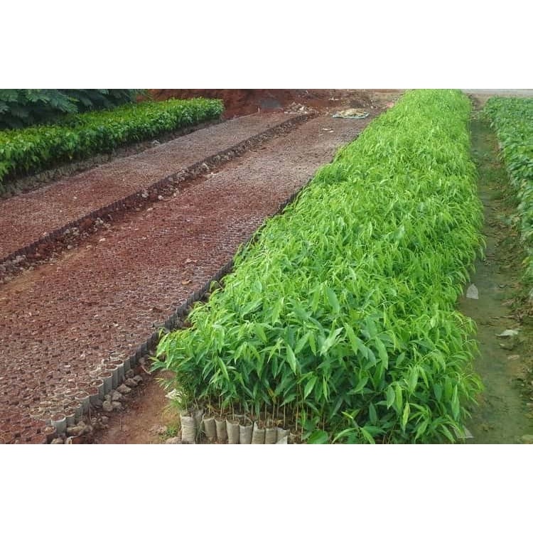 COMBO 5 CÂY GIỐNG TRẦM HƯƠNG -GIÓ BẦU( MUA 10 TẶNG 1)