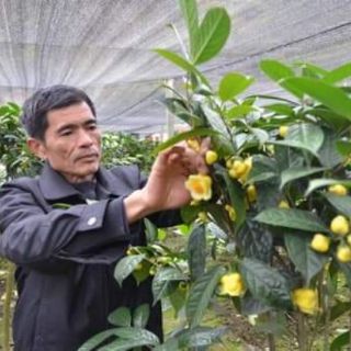cây Trà hoa vàng
