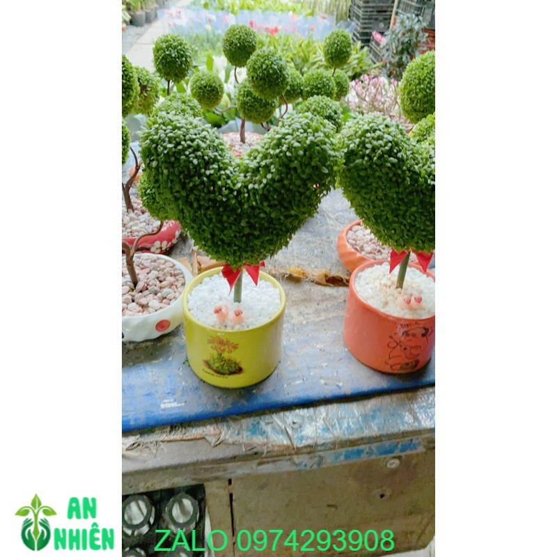 Chậu Cây May Mắn Trái Tim 150k/chậu