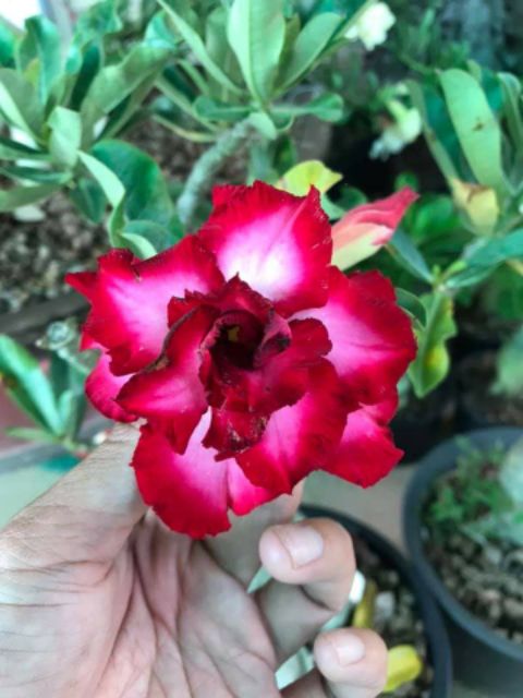 30 hạt sứ thái nhập khẩu . Có hướng dẫn cách trồng