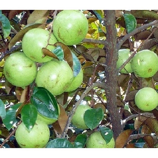 CÂY GIỐNG VÚ SỮA TRẮNG QUẢ TRÒN HÀNG GIEO HẠT