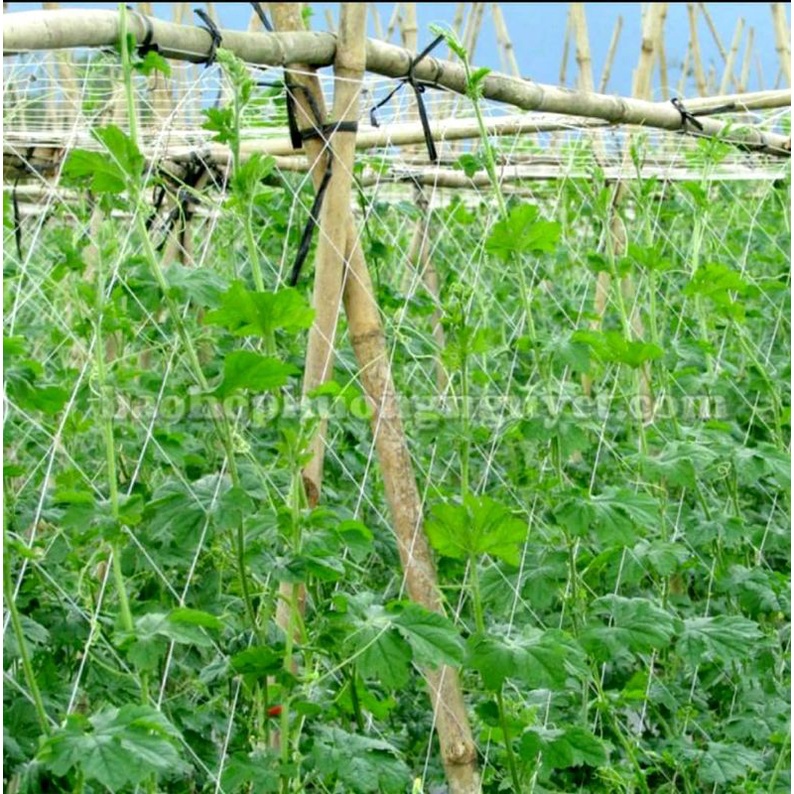 Lưới Leo Làm Giàn  Cho Bầu Bí Mướp