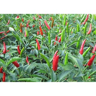 Hạt giống Ớt chỉ thiên