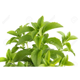 Gói 5 hạt giống Cỏ Ngọt Stevia
