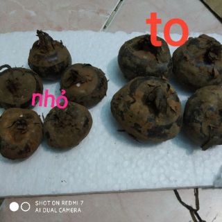 1kg củ năng tươi nấu chè, thạch củ năng (giá cả theo mùa)