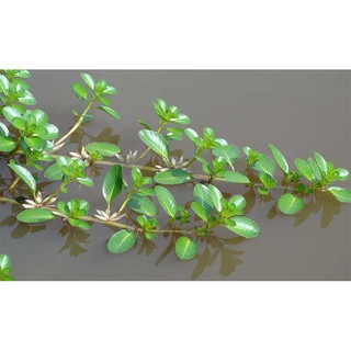 Rau dừa nước - Cây thủy sinh (1 bó 5 đến 10 nhánh)