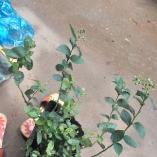 Cây Việt Quất lùn