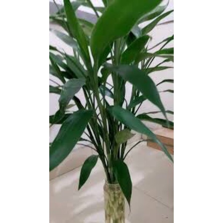 cây phát tài phát lộc lá dài