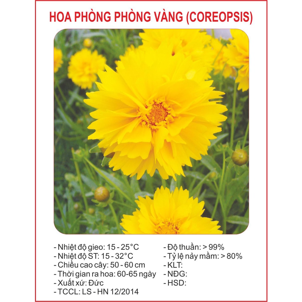 ( HOT ) Hạt giống hoa phòng phòng vàng gói 50 hạt