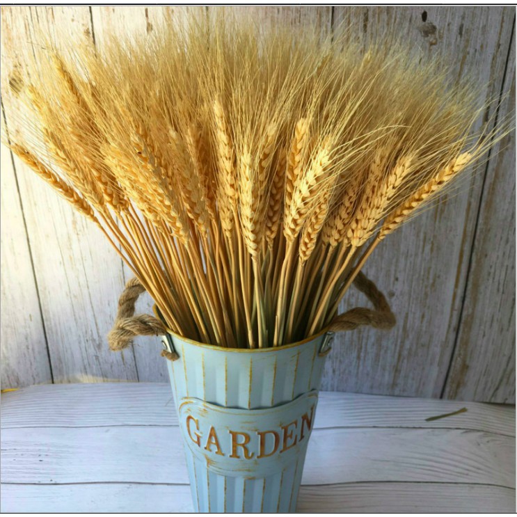 Lúa Mạch Khô - Dried Wheat Decor Phong Cách Bắc Âu Cổ Điển, Trang Trí Nhà Cửa