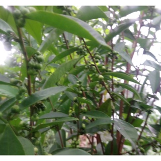 500g lá trà xanh tươi