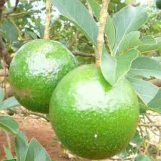 Cây Giống Bơ Both 7 ( 3 NĂM CHO TRÁI Giống Chuẩn )