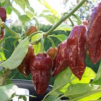 Hạt giống Ớt Socola Bhut Jolokia Choco Socola Ghost Pepper Seeds - NHẬP KHẨU 15h