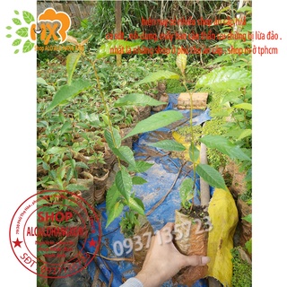combo 5 cây mai anh đào cây con [ cây giống ]