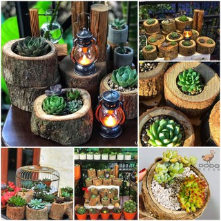 Chậu Khúc Gỗ Tự Nhiên Khoét Lỗ Dùng Để Trồng Cây, Decor Trang Trí Vintage - Trồng Sen Đá Tiểu Cảnh