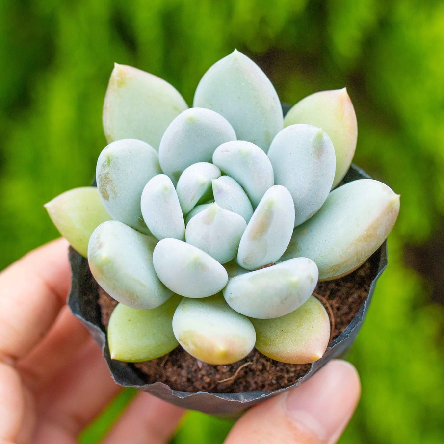 Sen đá đá xanh 5-7cm - Vườn sen đá