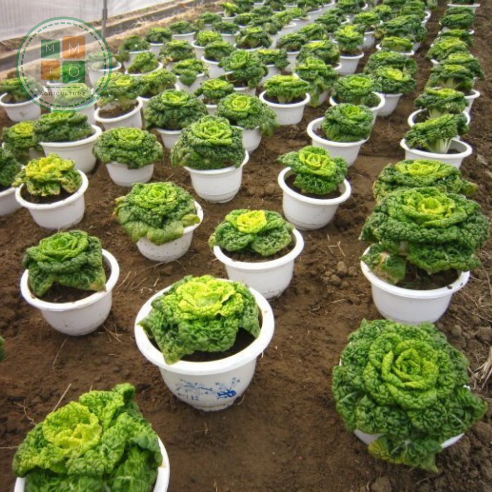 Hạt giống hoa bắp cải Thần Tài