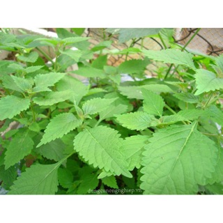 1GR - HẠT GIỐNG LÁ CÂY RAU KINH GIỚI