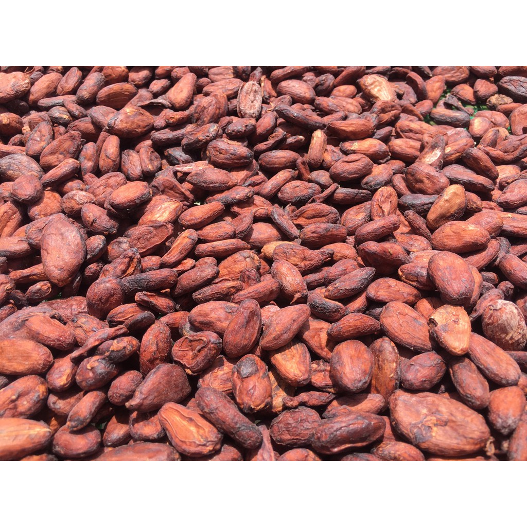 Hạt Cacao Khô Lên Men Tự Nhiên Nguyên Chất 100%