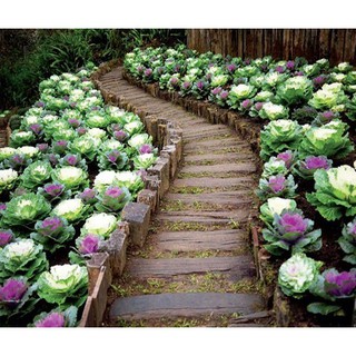Bán Hạt giống Hoa Bắp Cải (Brassica Oleracea) tặng 1 phân bón tại Hạt Giống Bốn Mùa