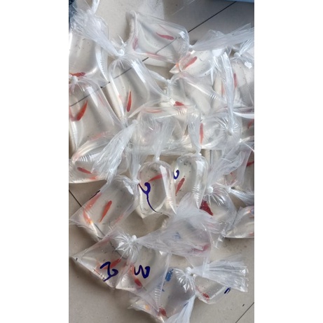 500gr túi đóng cá chuyên dụng, 7 size - Nga Guppy 9*31/11*35/15*35/ 15*50/20*60/30*75/40*75/50*85cm