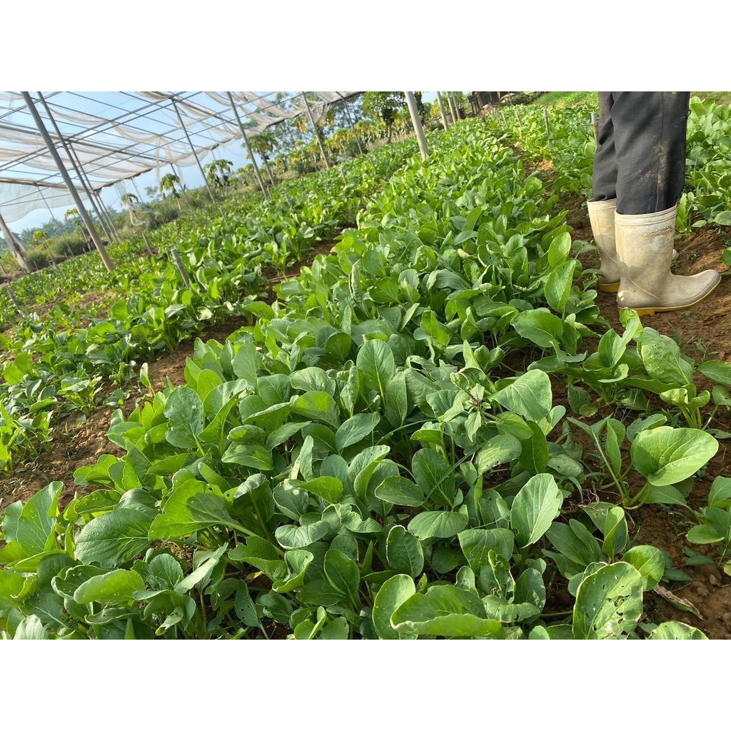 Bột Cải Bó Xôi Chất Sấy Lạnh Cao Cấp, Bột Ăn Dặm, Thanh Lọc Cơ Thể, Mát Gan, Lọ Thuỷ Tinh 150gr