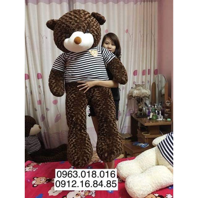 Gấu bông Teddy quốc dân size bự đáng yêu khổ 1m8 cao 1m6