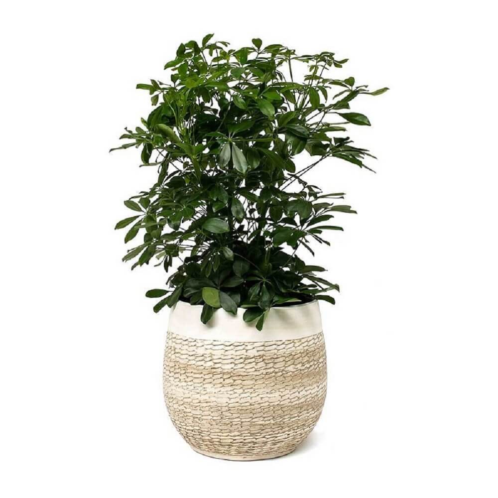 Cây Schefflera heptaphylla (Ngũ Gia Bì) chậu thủy sinh TC 2 lớp (1 thân cây)