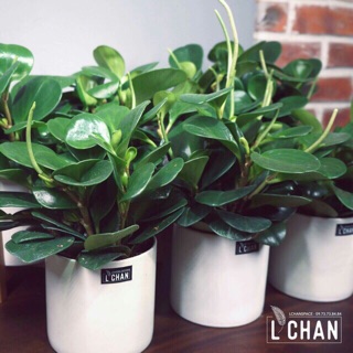 Combo 4 chậu