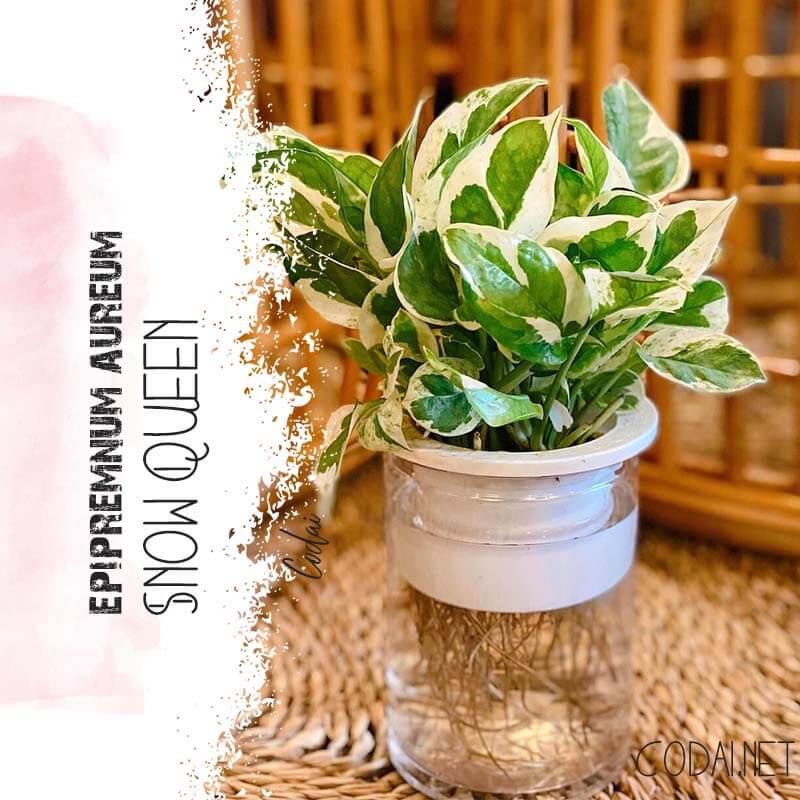 Cây Epipremnum aureum 'Snow Queen' kèm chậu thuỷ canh 2 lớp không đất, không cần tưới