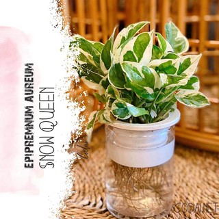 Cây Epipremnum aureum 'Snow Queen' kèm chậu thuỷ canh 2 lớp không đất, không cần tưới