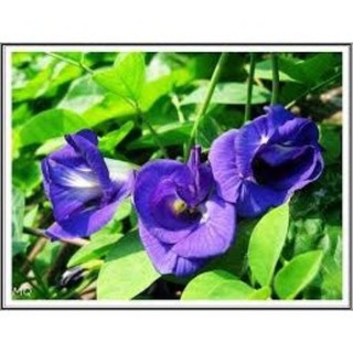cây con _ hạt giống đậu biếc