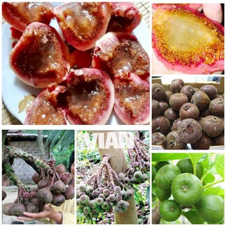 Cây Sung Mật Rừng