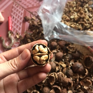 Óc chó nếp rừng Lai Châu