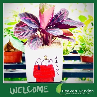 Cây đuôi công tím chậu vẽ ( cây để bàn)