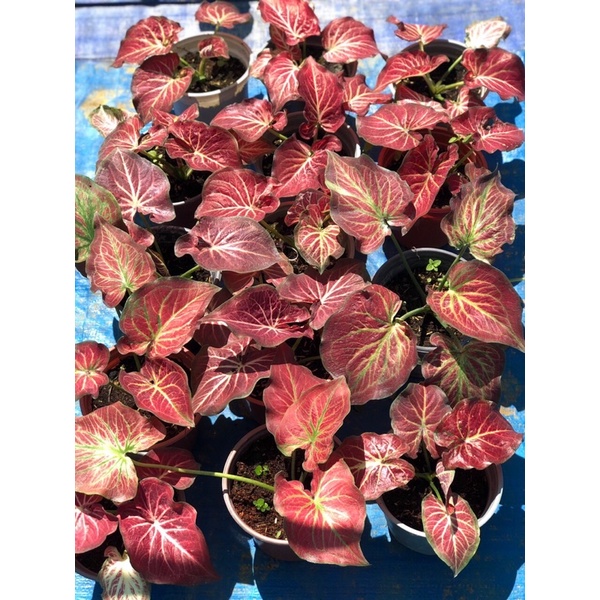 Caladium daging urat putih-môn đỏ lửa
