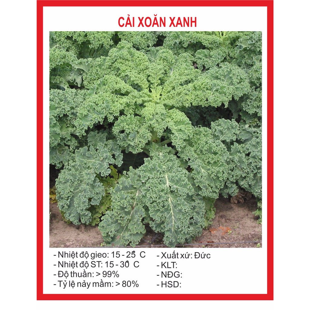 Hạt giống Cải Xoăn Xanh cải Kale xanh 0,2gr ~ 25 hạt