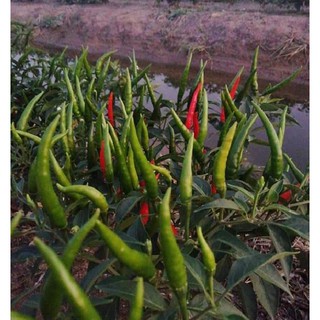 Hạt giống Ớt chỉ thiên (rất cay) – 30Hạt