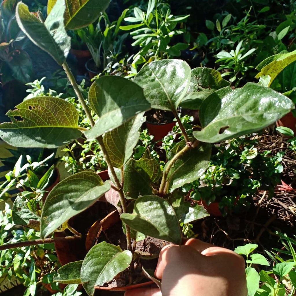 03 Cây Giống Lá Mơ Chó  981SP
