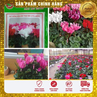 Hạt Giống Hoa Anh Thảo Mix - 5 hạt