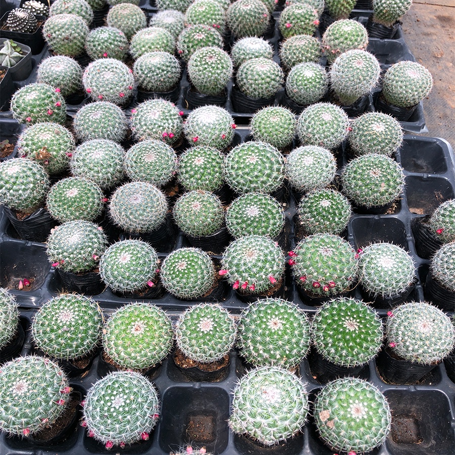 Xương rồng BÁNH SINH NHẬT hoa hồng, đủ kích thước.