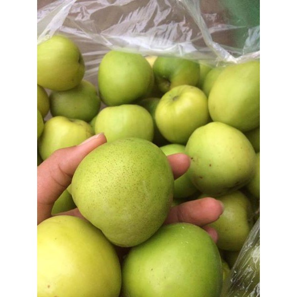 Cây táo lê quả khổng lồ