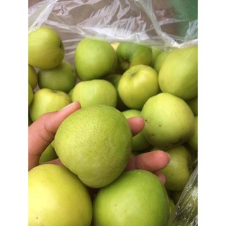 Cây táo lê quả khổng lồ