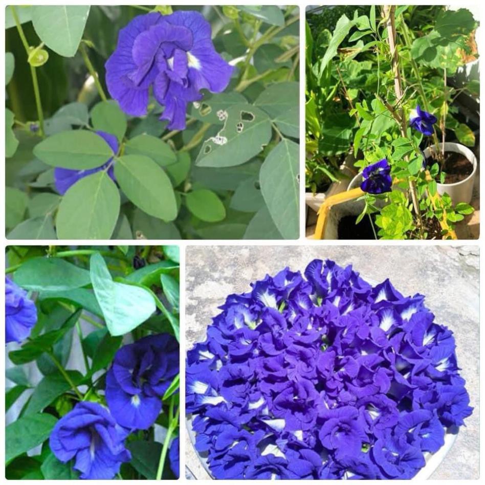 [50 HẠT] Hạt giống Hoa Đậu Biếc Dễ Trồng, Hoa Nhiều, Trồng Quanh Năm