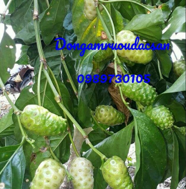 10kg nhàu khô loại to đều khô sạch xuất sứ Ninh Thuận