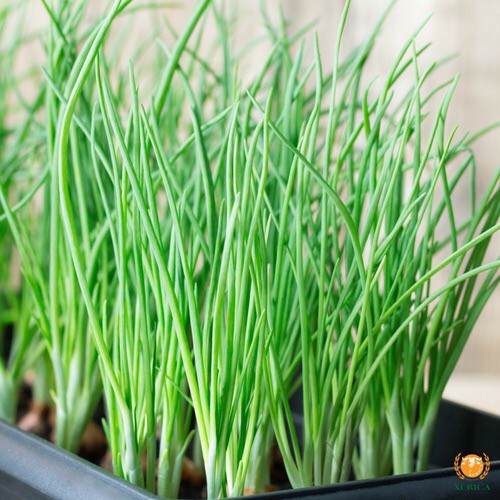 HẠT GIỐNG HÀNH HƯƠNG XANH F1 - SINH TRƯỞNG CỰC KHỎE CHỐNG CHỊU SÂU BỆNH